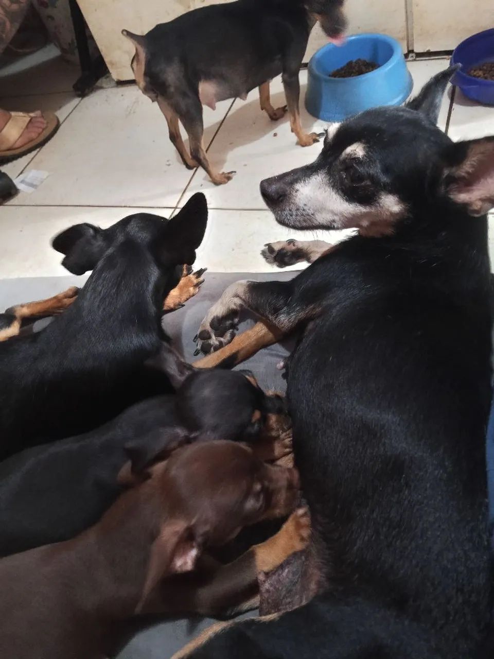 Pincher 1 - Foto 4
