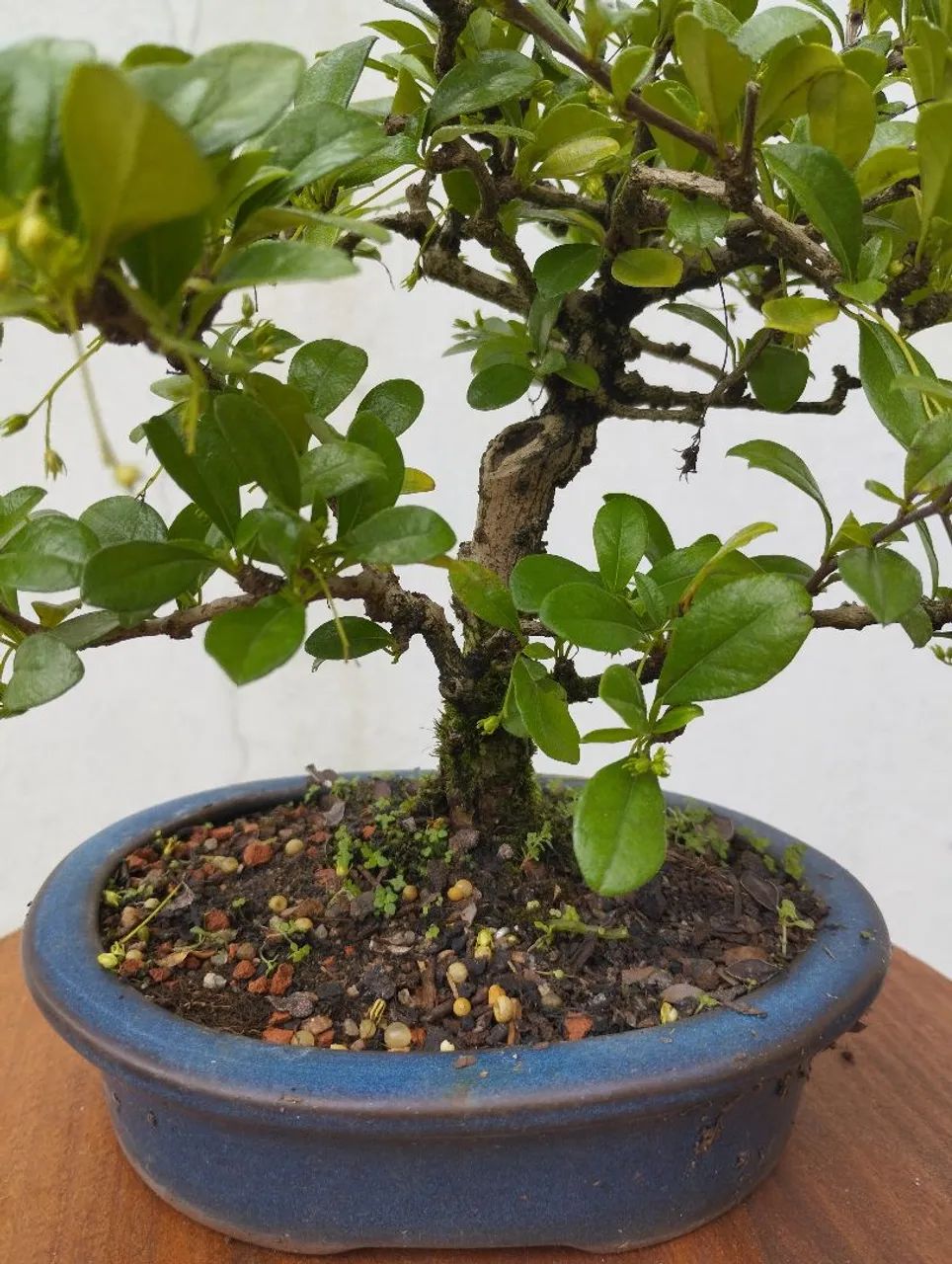 Bonsai Carmona 4 anos - Foto 2