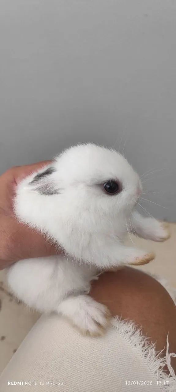 Mini coelhos da raça netwland darf  - Foto 4