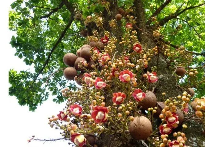 Planta: Abricó de macaco  - Foto 5
