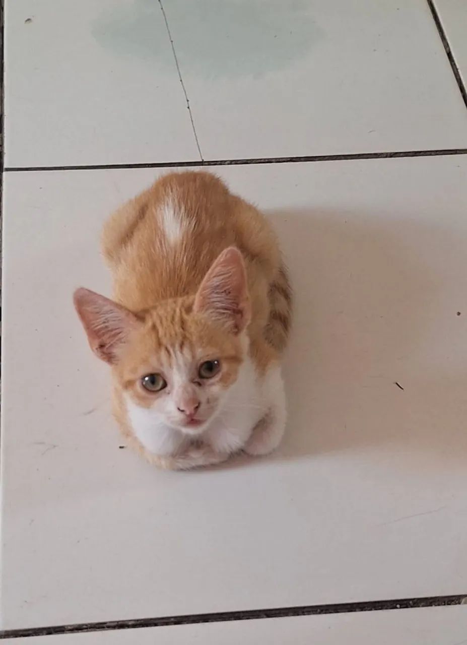 Doação de gato macho filhote