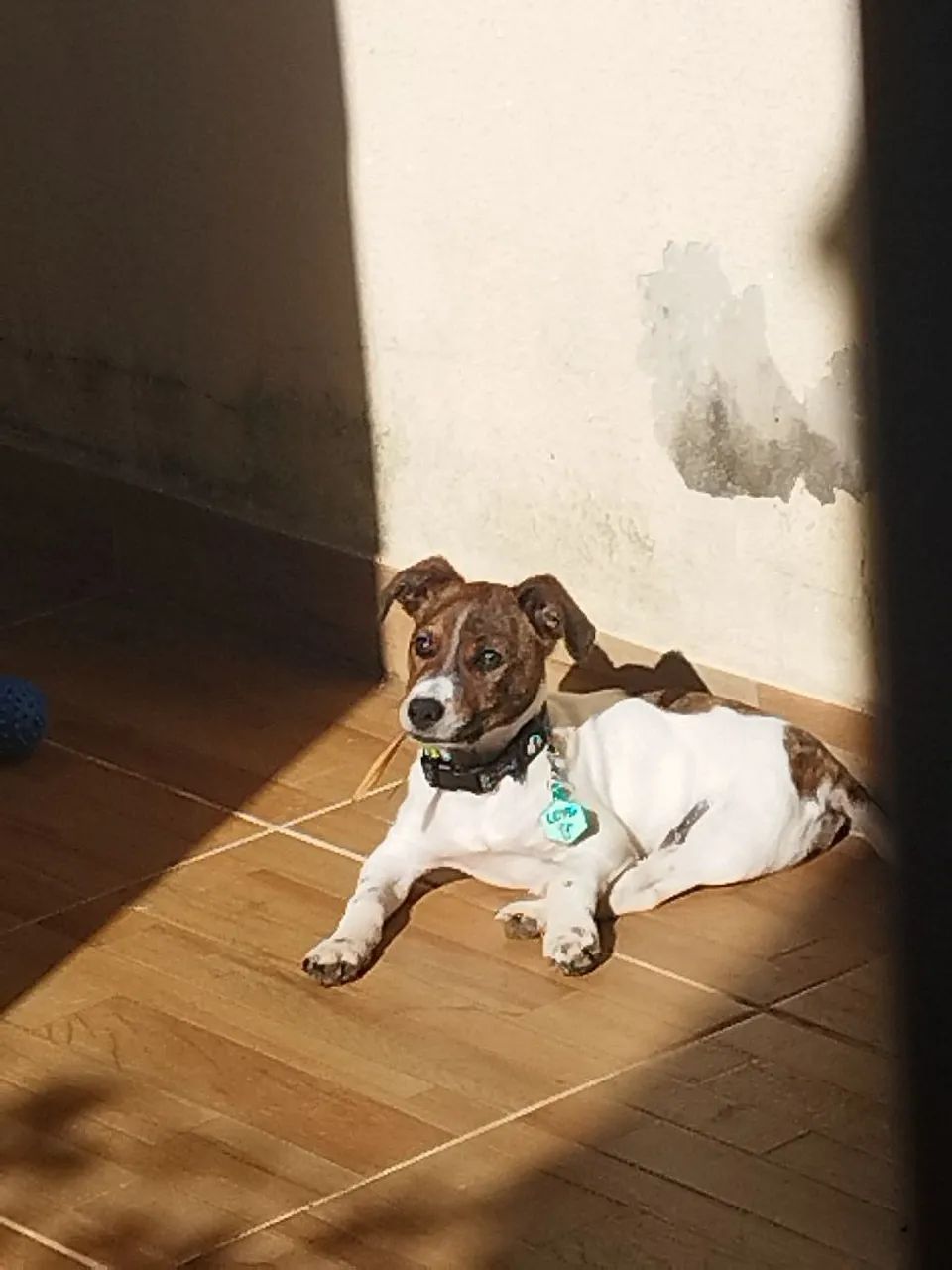 Cachorro doação - Foto 2