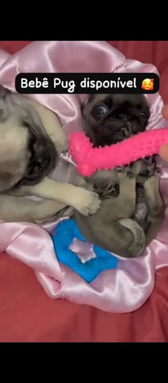 Pug - Foto 2