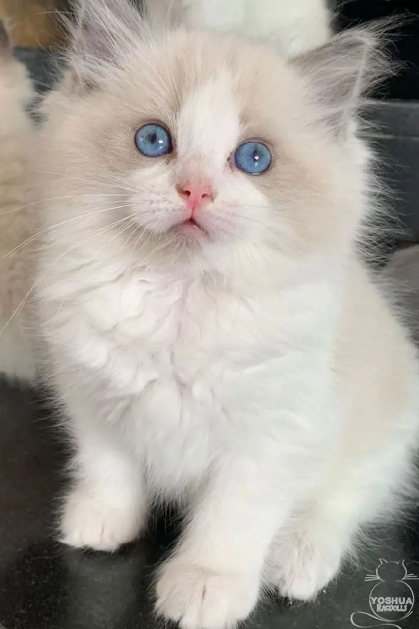 Ragdoll 