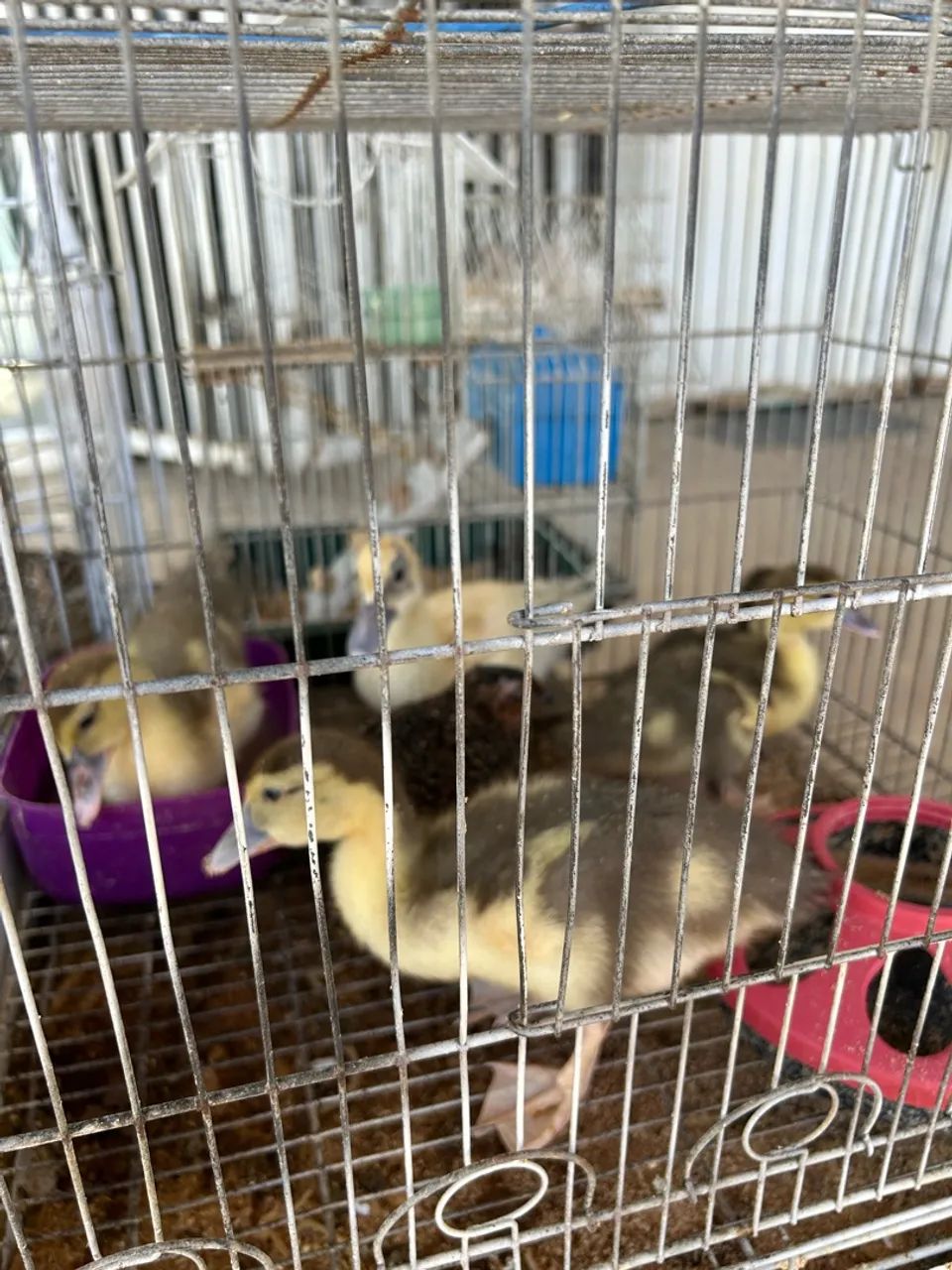 Patinhos 