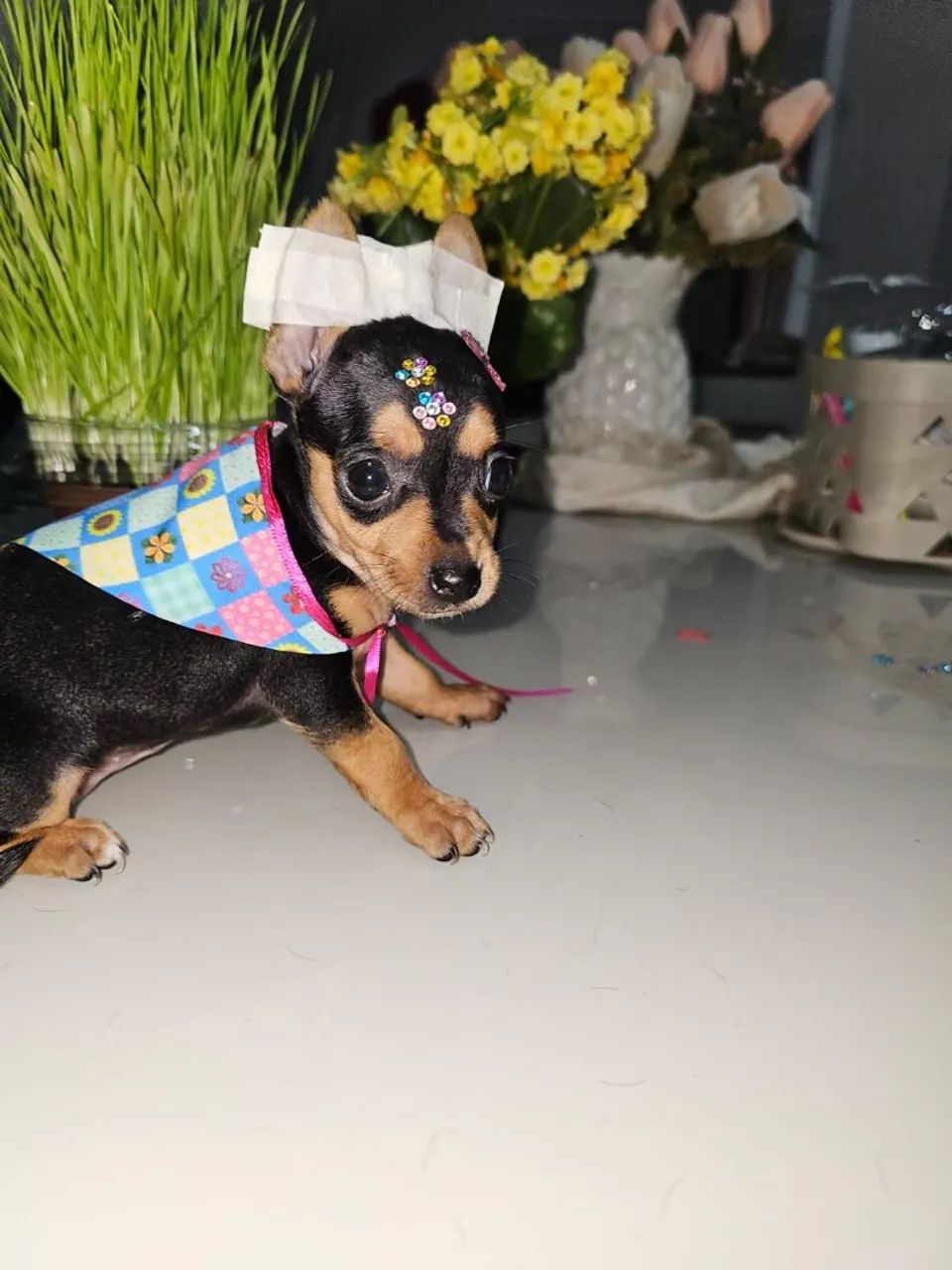 Mini pinscher fêmea e macho  - Foto 5