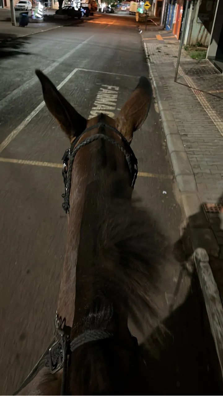 burro manso e bem domado a venda