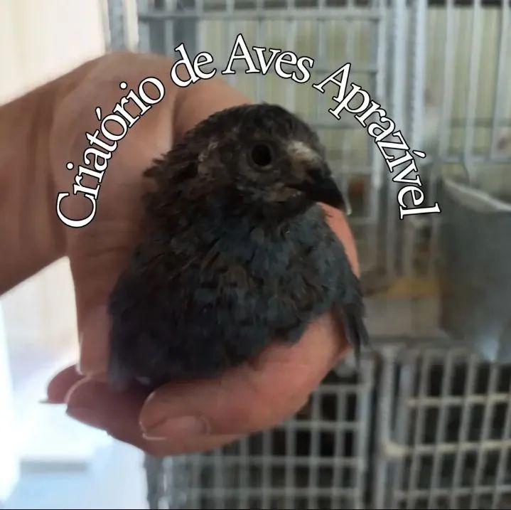 18 Ovos de codornas chinesinha para incubação  - Foto 5