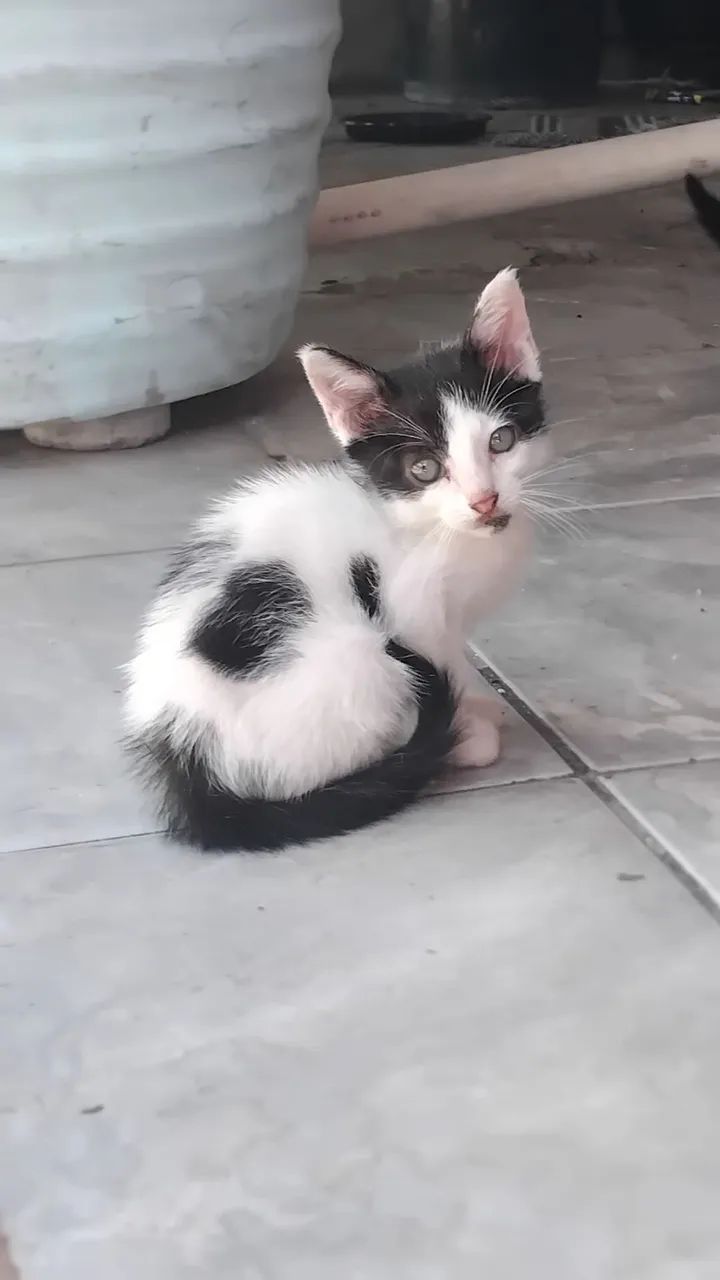 Adotar é um ato de amor!!!