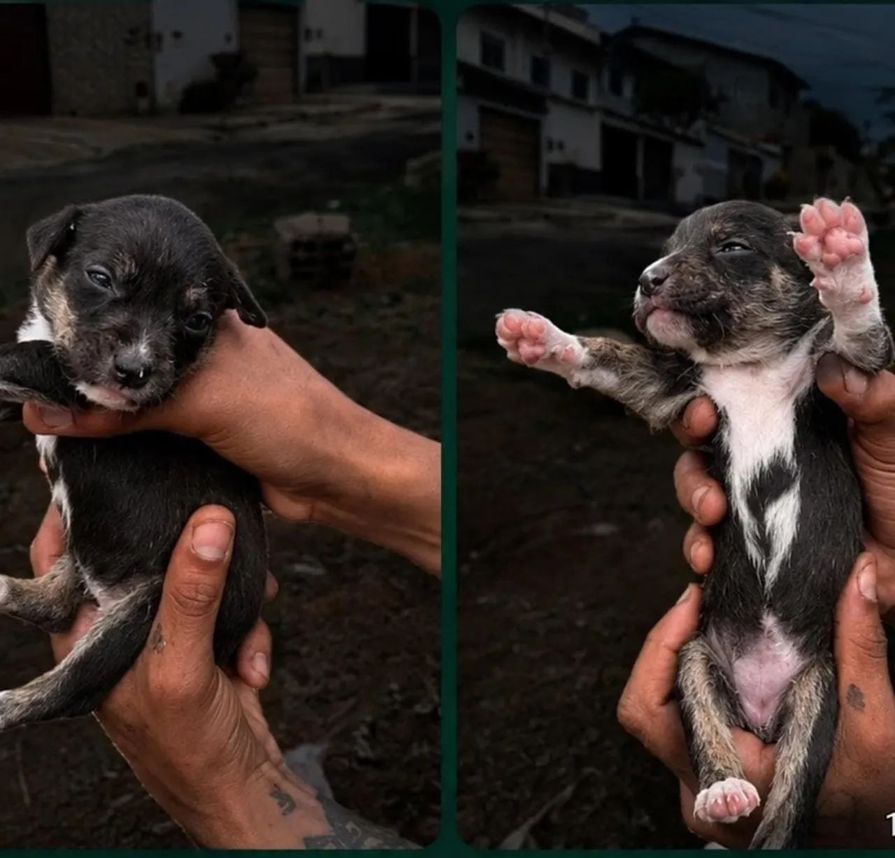 Pitbull  - Foto 2