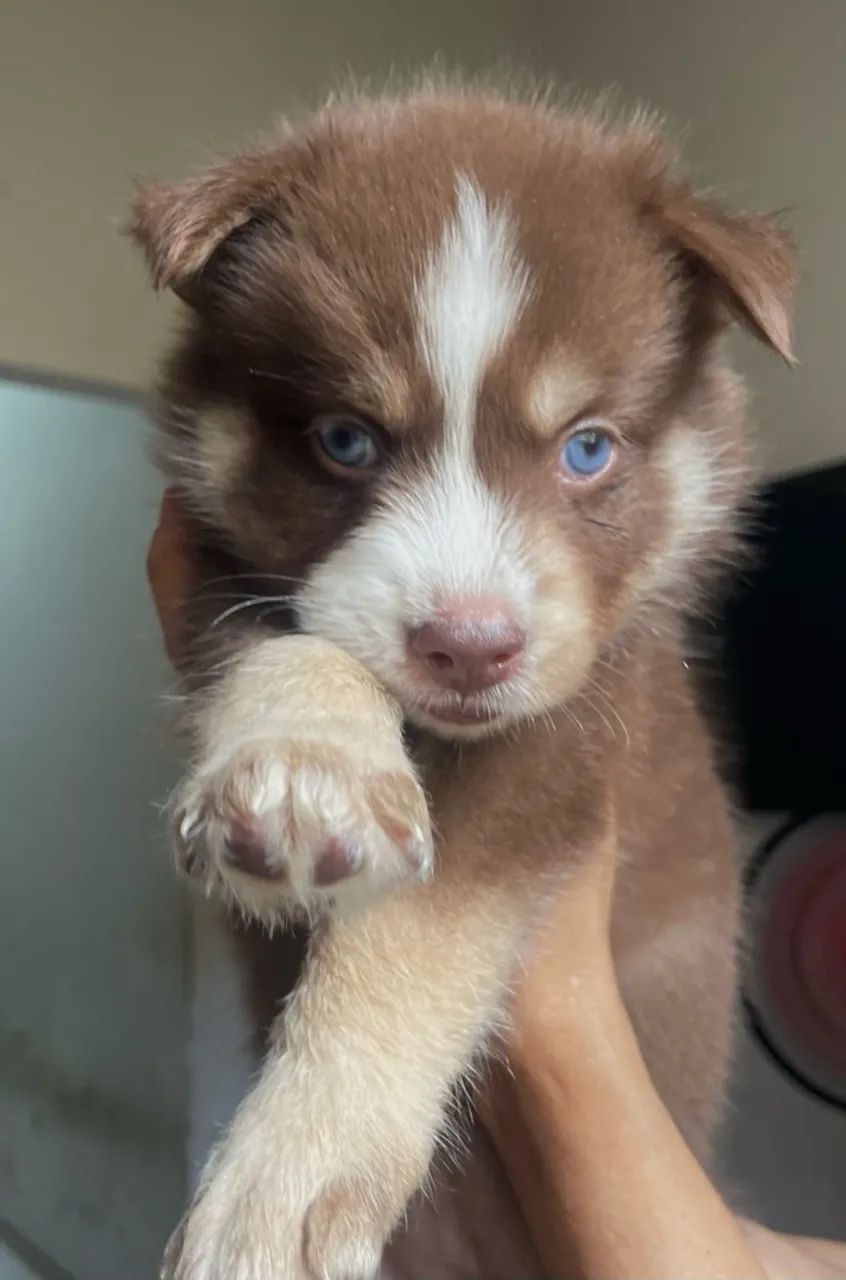Husky siberiano  - Foto 2