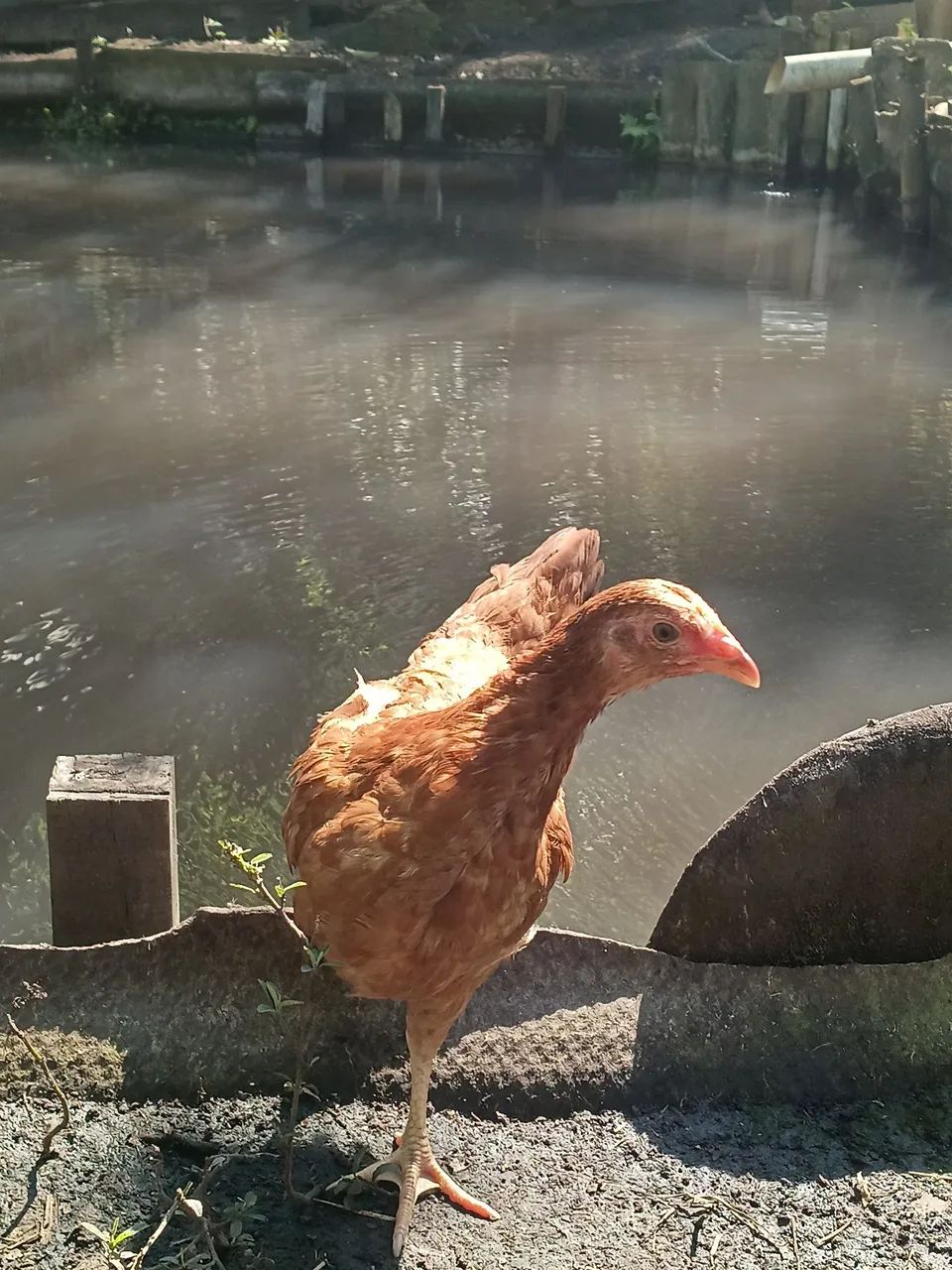Faço rolo  - Foto 3