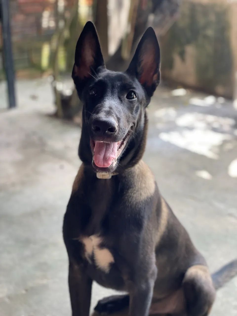 Belga Malinois  - Foto 3