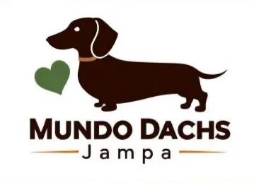 Dachshund para reserva  - Foto 2