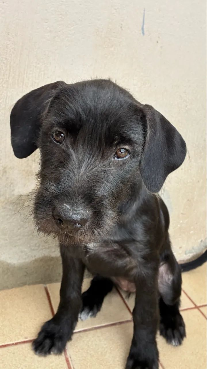 Doação de filhotes de cachorro  - Foto 3