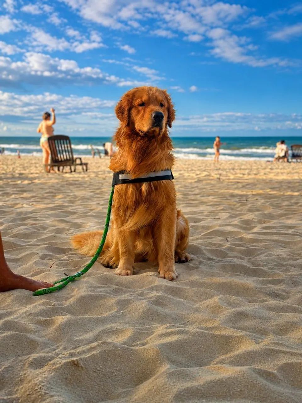Golden - Foto 5