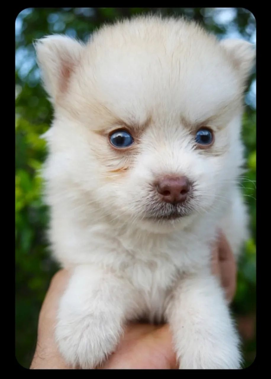 Pomsky F2 mini original  - Foto 3