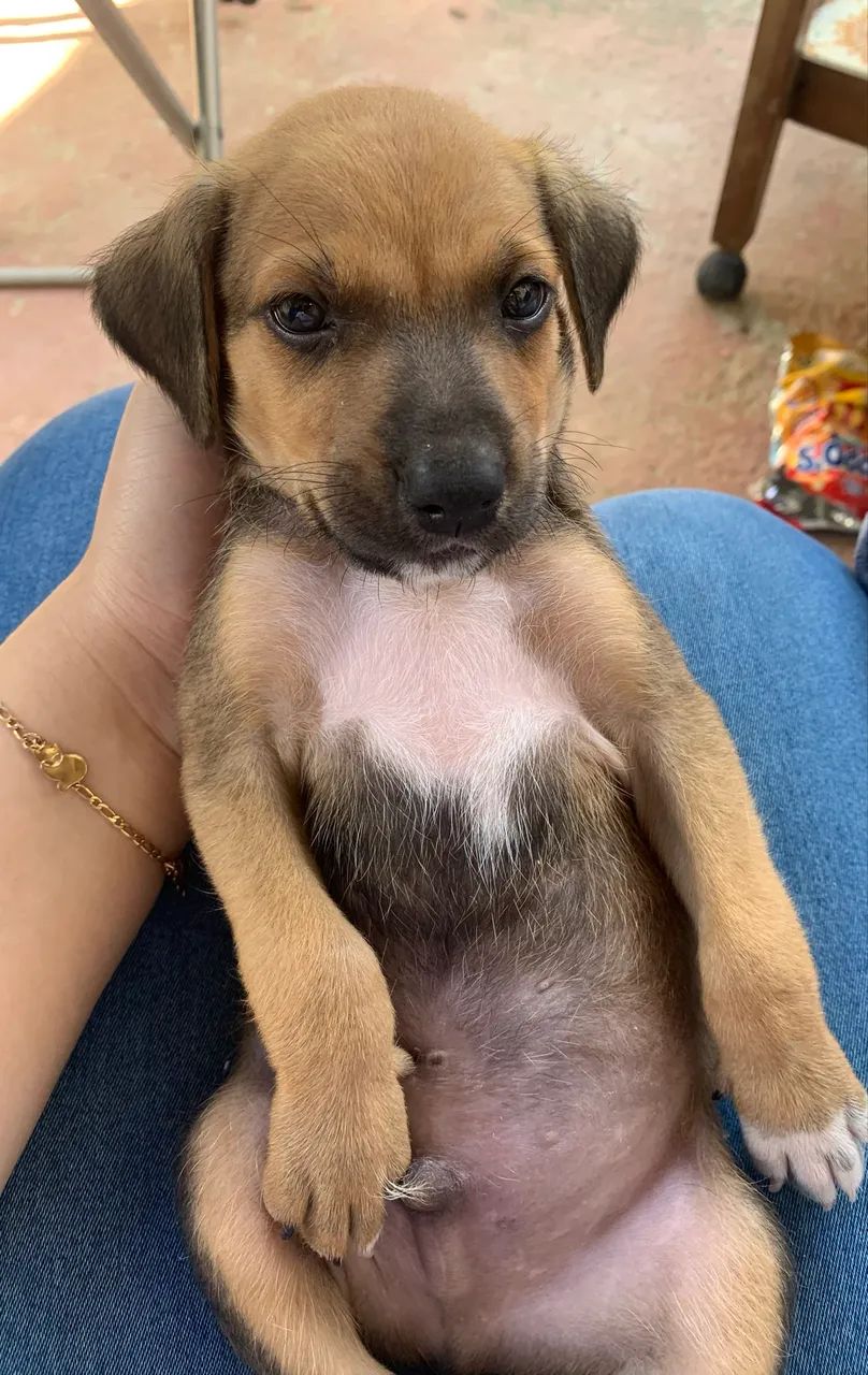 Cachorrinho pra doação  - Foto 5