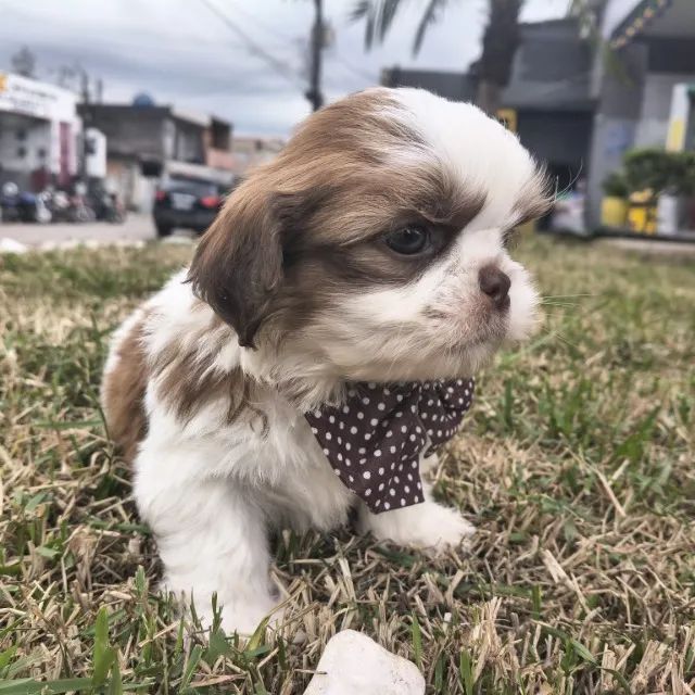 Macho de Shitzu lindos bebês 