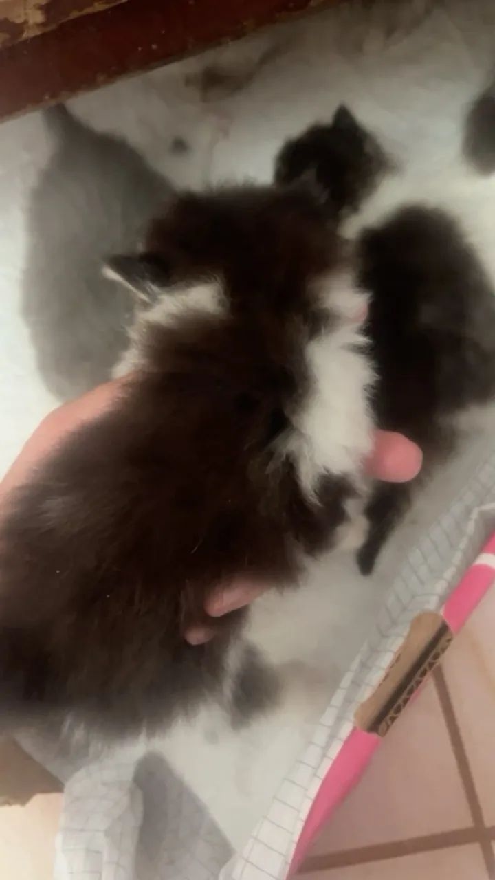 GATOS PERSAS - Foto 5