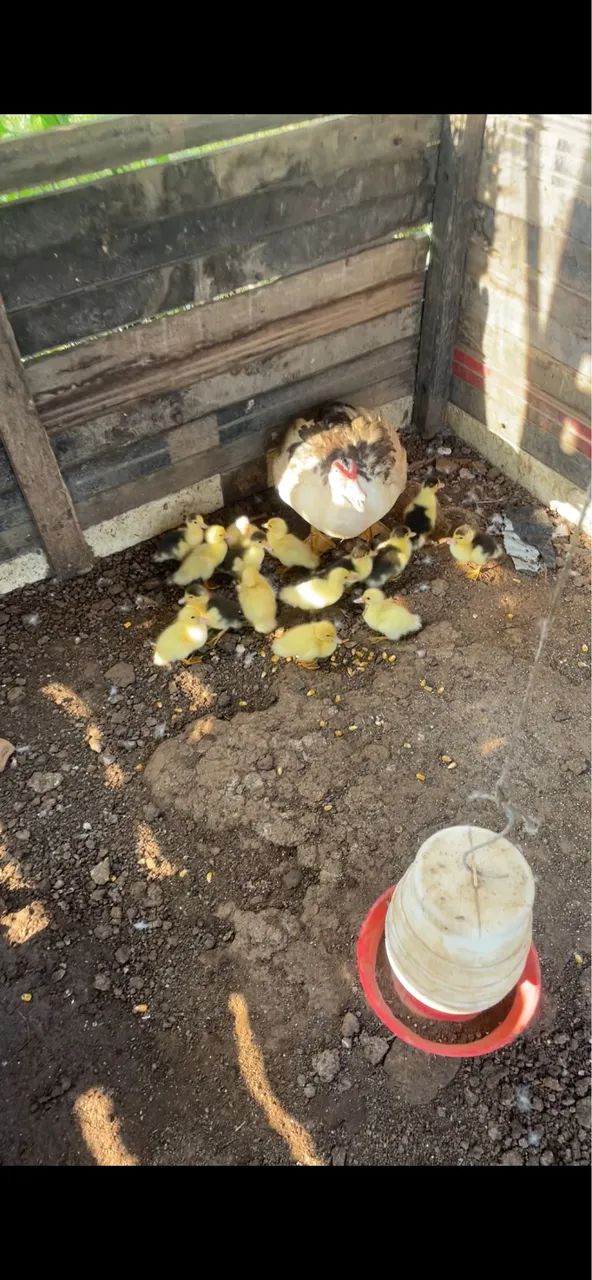 Patos 
