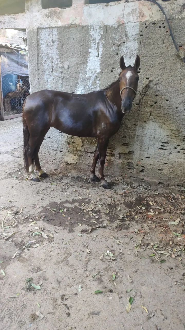 Vendo égua MM registrada no definitivo  - Foto 4