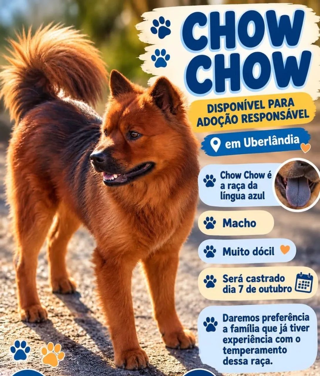 Adoção responsável Chow Chow 