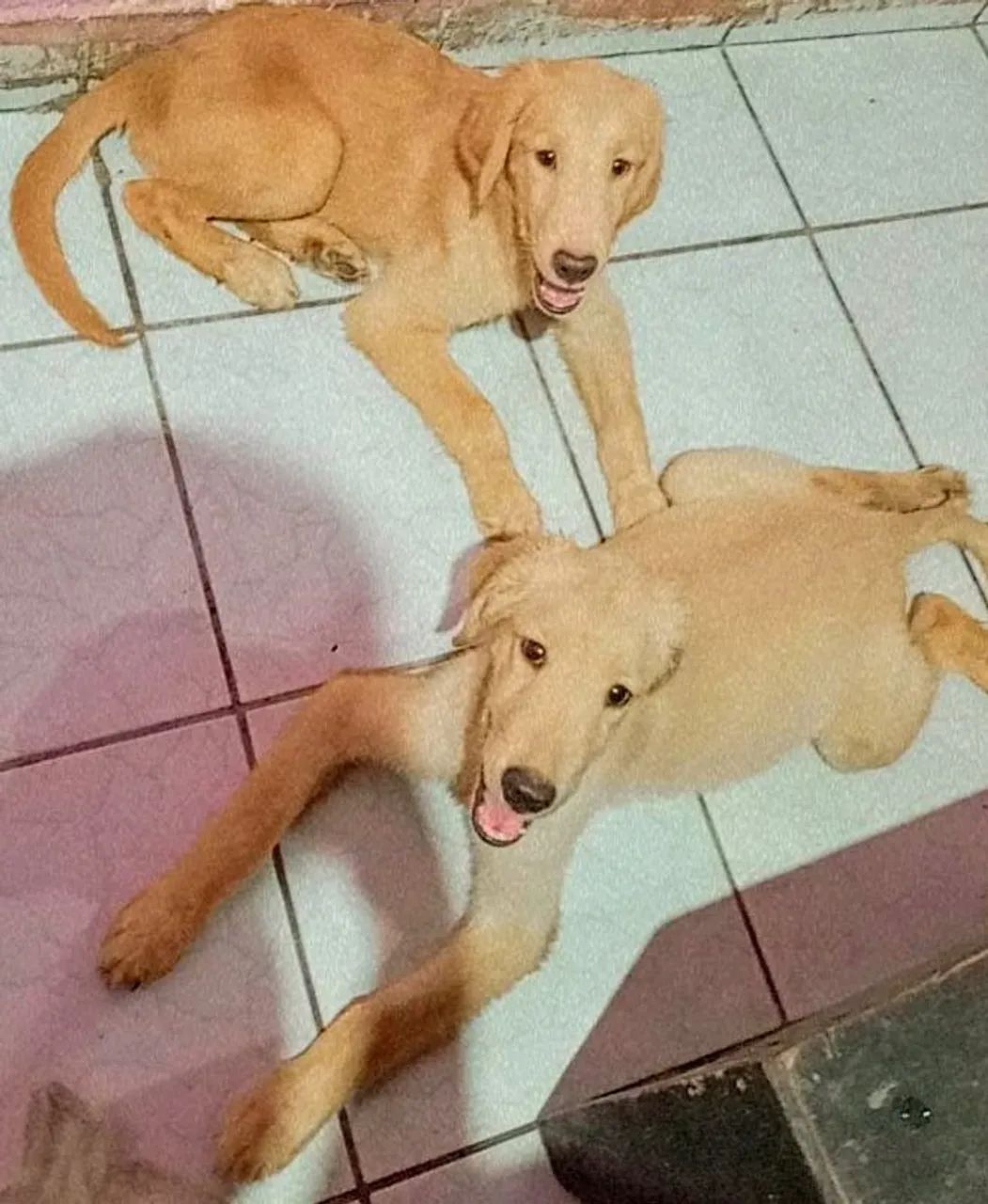 Golden Retriever  - Foto 4