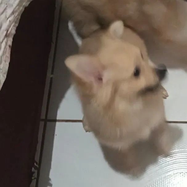 Spitz alemão 