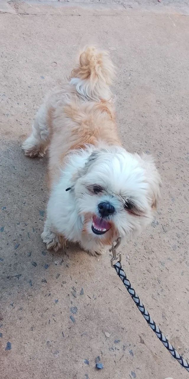 Cachorro  - Foto 2