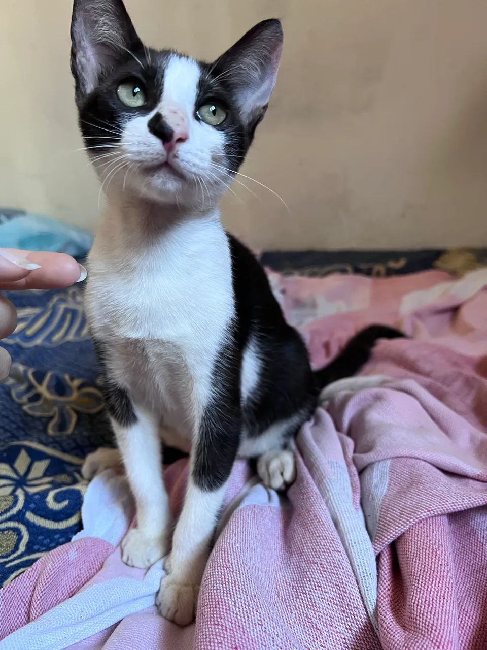Gatos para adoção  - Foto 5