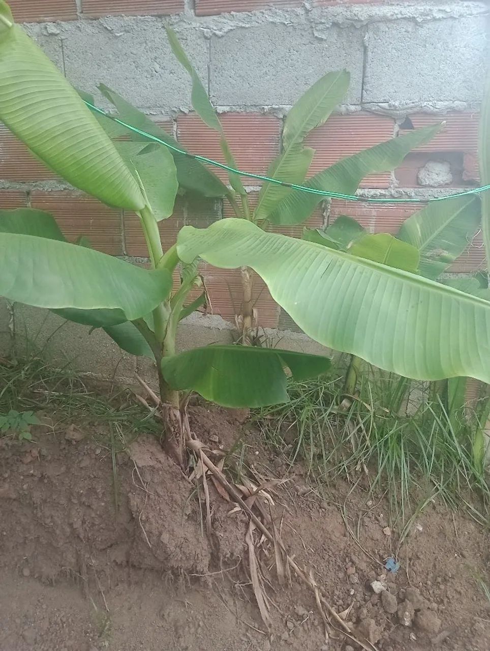 Mudas de banana figo e ouro 