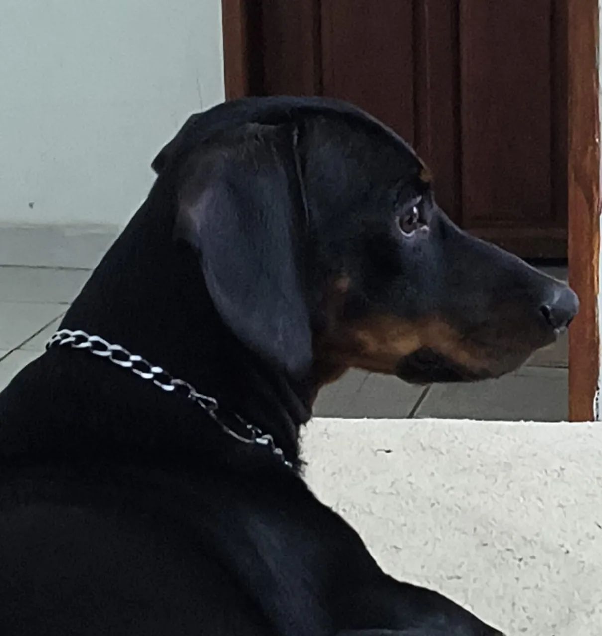Dachshund (teckel) macho em busca de namorada 