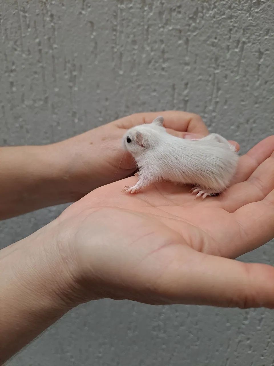 Esquilo da Mongolia Gerbil Polar Fox - Foto 3
