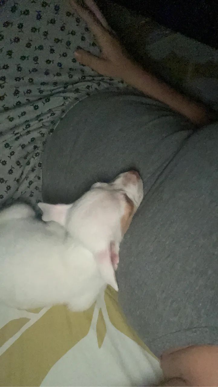 Pitbull filhote  - Foto 2