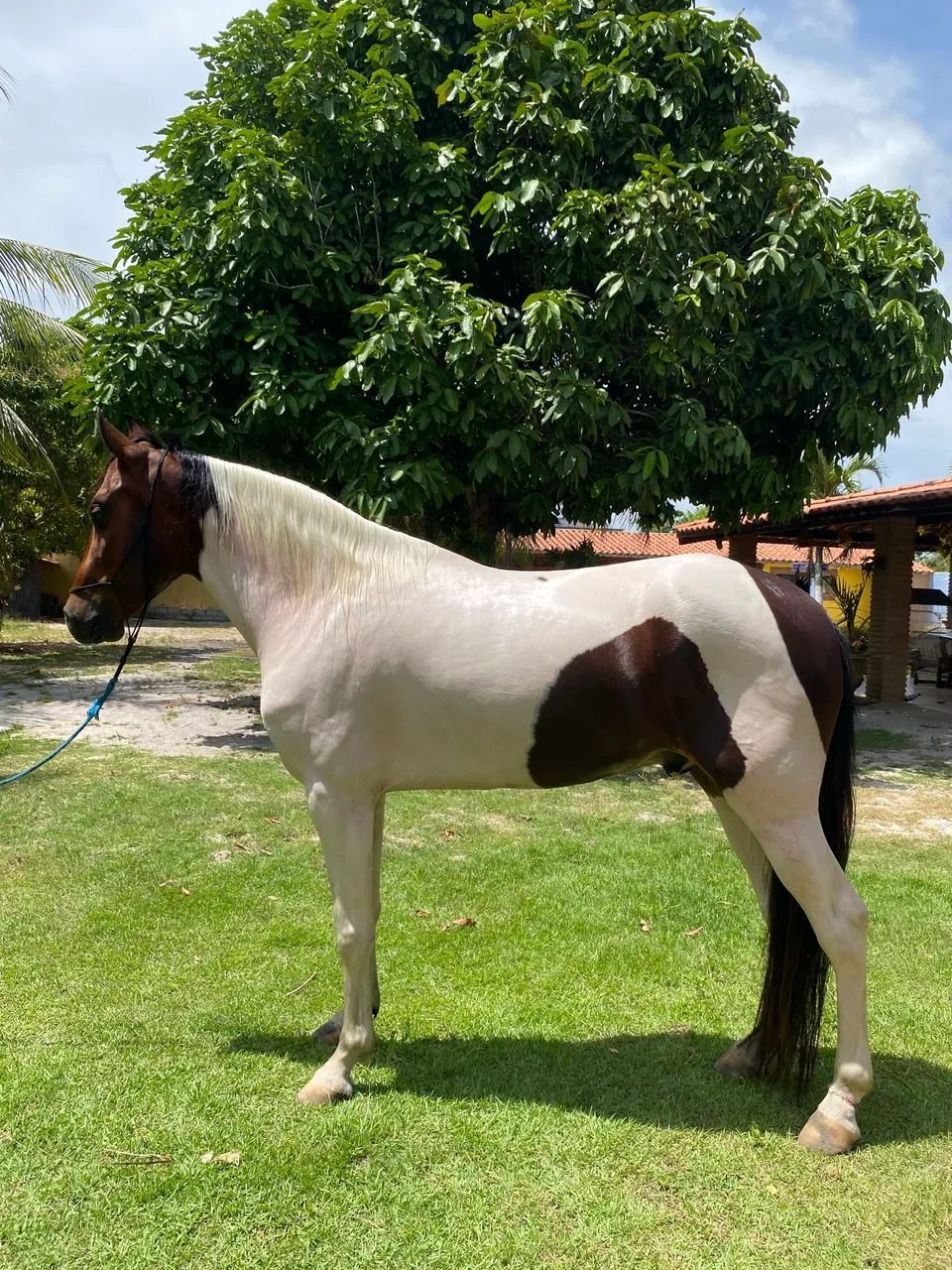 Vendo Mangalarga Marchador  - Foto 3