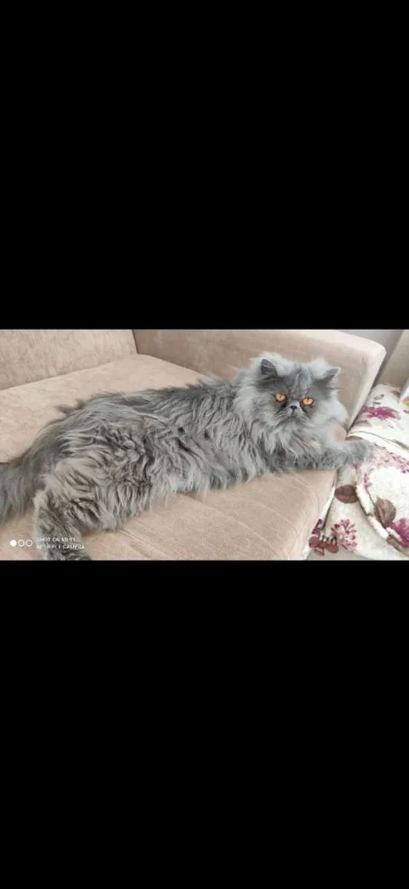 Machinho lindo Himalaio - Foto 6