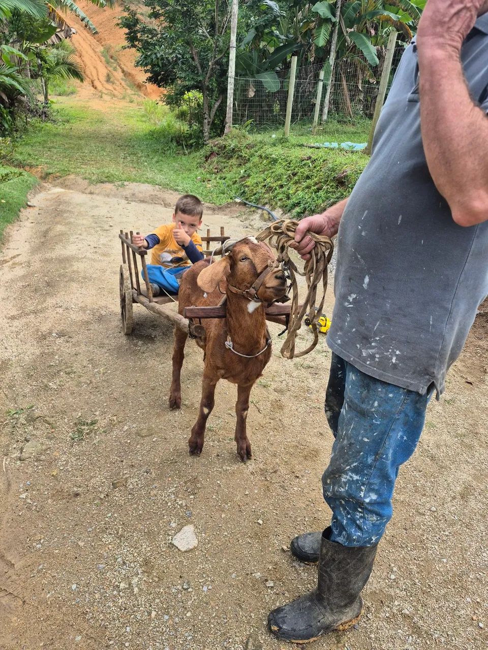 Vendo Cabrito com o carrinho - Foto 3