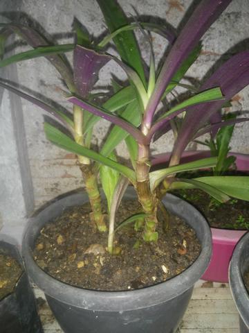 Plantas ornamental e medicinal - Foto 4