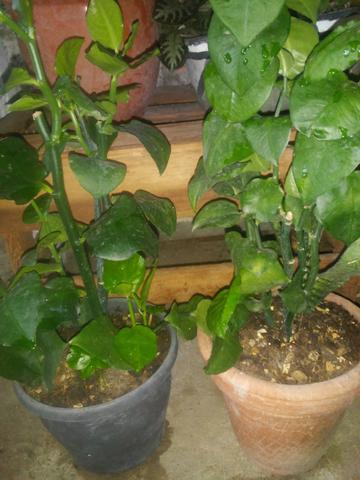 Plantas ornamental e medicinal - Foto 2