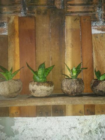 Suporte para plantas - Foto 6