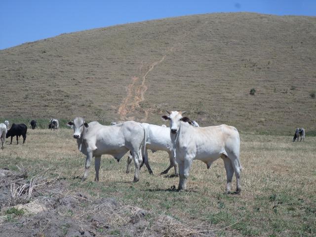 Fazenda de 154 alqueires em Silva Jardim, RJ - Foto 18