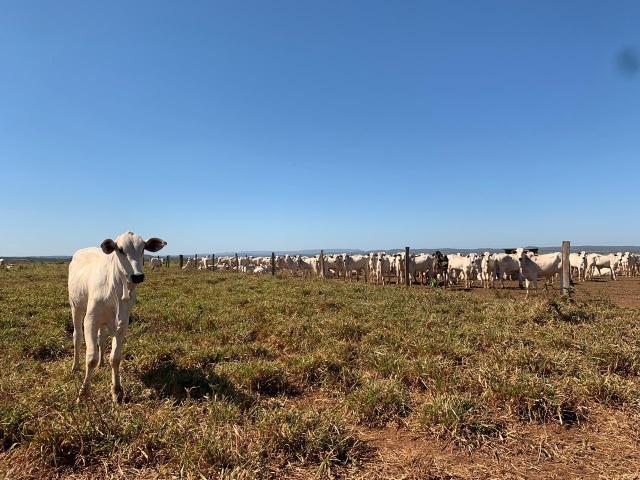 Fazenda no manso/ 700 hectares muito boa de água - Foto 9