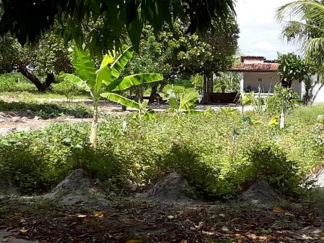 Sítio com 2 hectares - Todo irrigado e produzindo - Foto 9