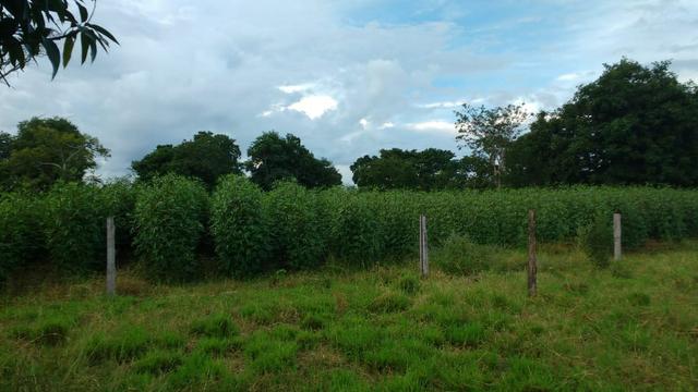 Fazenda 320 ha 100 km de Cuiaba - Foto 12