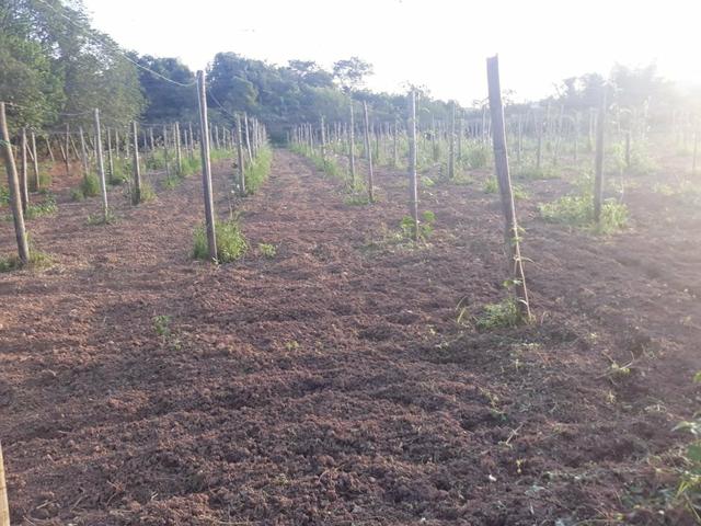 Sítio em Cachoeiras de Macacu oportunidade!! - Foto 3