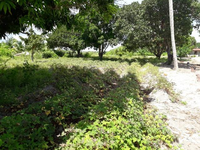 Sítio com 2 hectares - Todo irrigado e produzindo - Foto 19