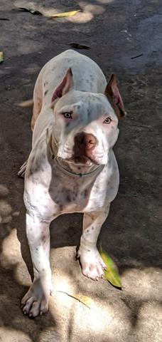Filhote de pit bul Femea