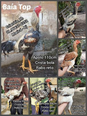 Pintinhos Índio Gigante Baía Top - Foto 2