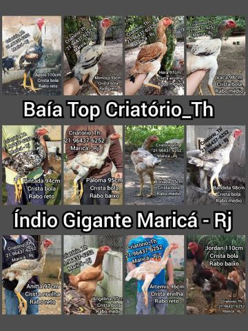 Pintinhos Índio Gigante Baía Top